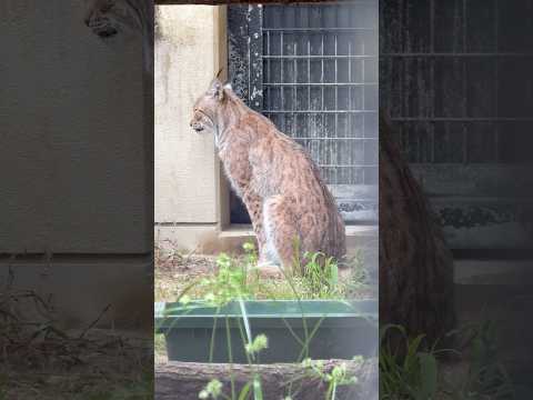 shorts ロキくん おトイレの後も💮　オオヤマネコ　京都市動物園にて　2026年6月14日