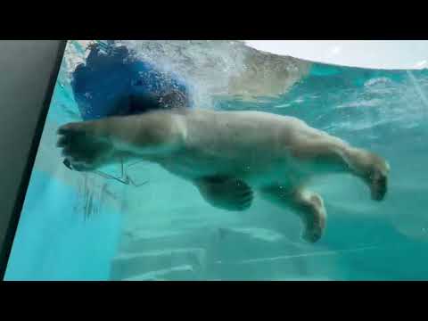 待って〜青いの〜モモ太が助けるヨ〜　  ホッキョクグマの仔　男鹿水族館GAOにて　2026年5月22日 サムネイル