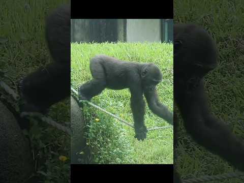 Gorilla Ringo爬繩下來,可愛拍胸 gorillatag taipeizoo 金剛猩猩 台北市立動物園 サムネイル