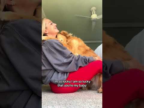 coming home to my golden retriever🥵 goldenretreiver dog ind… サムネイル
