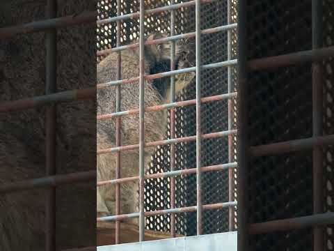 shorts おはようイーリスくん　マヌルネコ　王子動物園にて　2025年12月27日 サムネイル