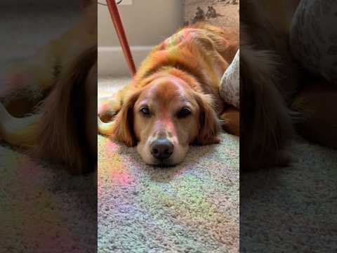 coming home to my golden retriever🥵goldenretreivers dog pup… サムネイル