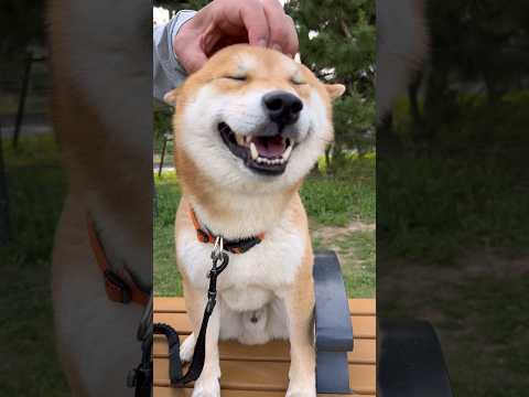 はぁぁぁ、気持ちいいなぁ　柴犬　柴犬とん サムネイル