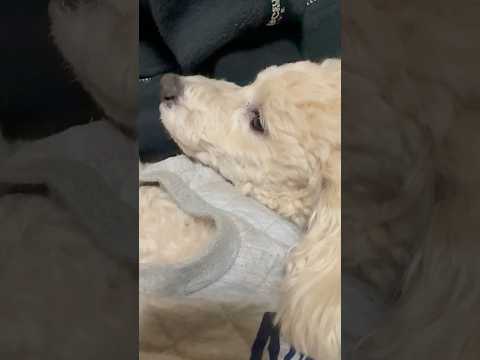 shorts 落ち着いた❣️タローちゃん　トイプードル　2026年2月2日 サムネイル