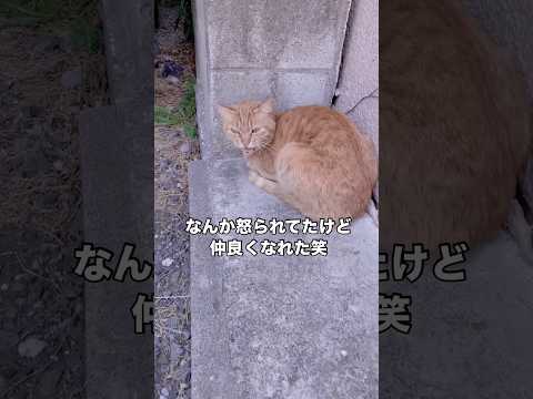 野良猫に遭遇してなんか怒られてたけど結局仲良くなれた 野良猫 茶トラ 地域猫 shorts サムネイル