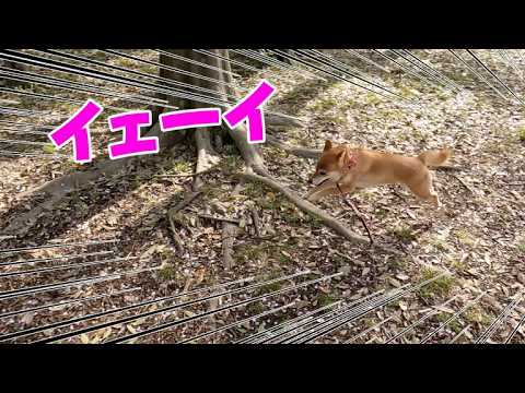 うちの柴犬、出すもん出すと大はしゃぎするのですが・・・ サムネイル