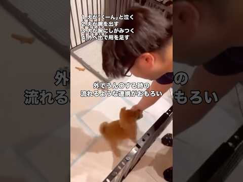 外で用を足す際の連携が取れすぎてるwww 柴犬 子犬 パピー shorts サムネイル