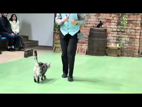 ビアとエールの輪っかジャンプ♪ なかなか見れない猫によるショー ザ・キャッツ　那須どうぶつ王国にて　2026年1月30日 サムネイル