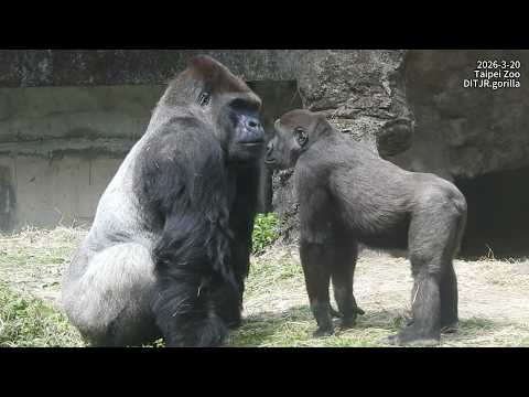 little gorilla Jabali 嘟嘟嘴呼叫。等吃午餐。追胸跟Ringo追逐/Tayari mom拉Jaba… サムネイル