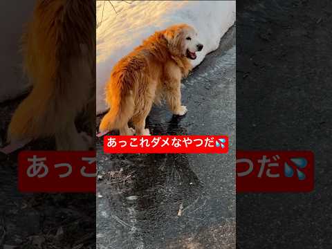 【悲報】行きも帰りもツルツル滑って絶望する大型犬(笑) サムネイル