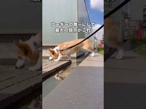 自分の胴の長さと足の短さを計算できず毎度水中に後ろ足を突っ込んでしまうコーギー コーギー コーギー犬 短足犬 shor… サムネイル