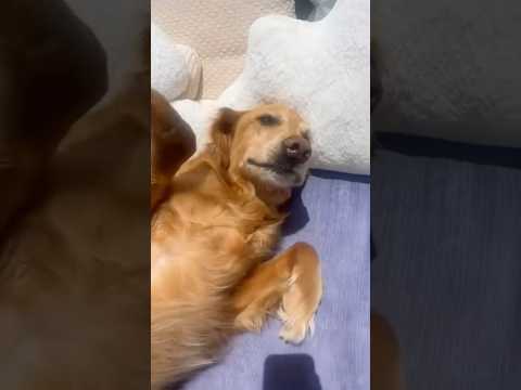 coming home to my golden retriever🥵 goldenretreiver dog ind… サムネイル