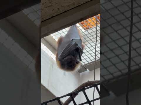 shorts オリイオオコウモリ　上野動物園にて　2026年2月6日 サムネイル