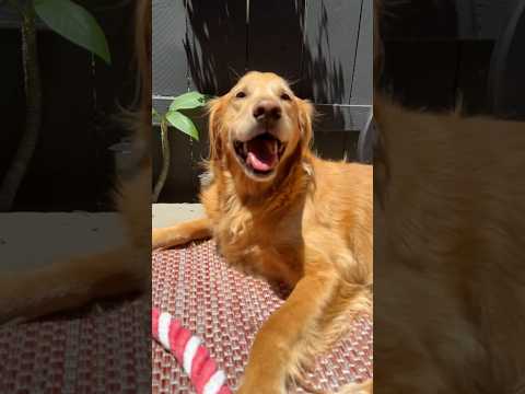 coming home to my golden retriever🥵goldenretreivers dog pup… サムネイル