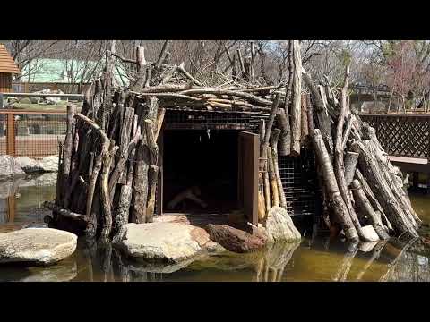 ビーバーファミリーはおやすみ中〜☺️  那須どうぶつ王国にて　2026年4月11日 サムネイル