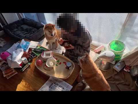 2026年3月28日(土) お婆ちゃんを両脇からサンドイッチにするモモ家のみなさん🥪 サムネイル