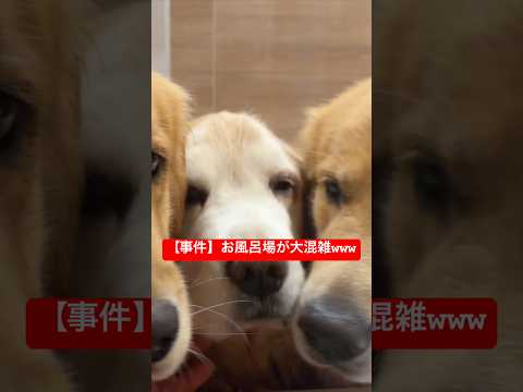 お風呂場が大混雑！大型犬の波状攻撃からソッコーで退散する豆きちwww サムネイル