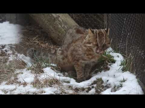 アカツキくん　ツシマヤマネコ　那須どうぶつ王国　00095 サムネイル