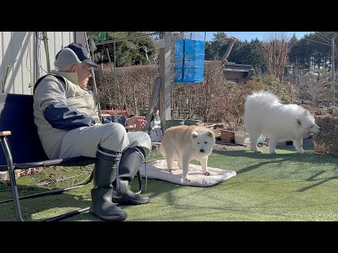 大好きなじいちゃんと特別な日常の時間を過ごす柴犬とサモエド サムネイル