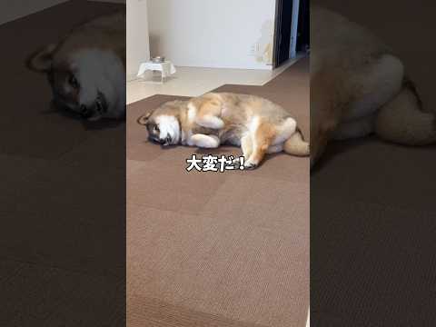 シニア犬を攻撃しているのは？ サムネイル