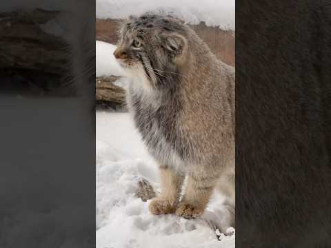 shorts ナゴムくん　マヌルネコ　那須どうぶつ王国　2026年1月12日 サムネイル