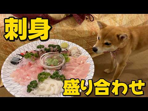 【柴犬小夏】刺身盛り合わせ転がっとったよってに食べてみる？　出雲大社・宍道湖・松江城旅　まるきよ鮮魚店　＃旅籠屋 サムネイル