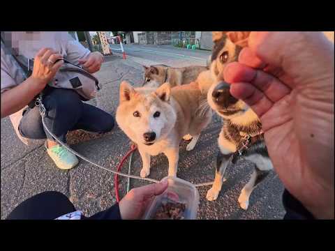 夕暮れ時のお散歩は、先に済ませた晩ごはんでパンパンのはずなのにオヤツは無限に吸い込まれていきます