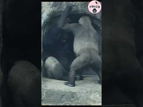 funniest couple 🤣 gorilla taipeizoo 金剛猩猩 台北市立動物園 funnyanima… サムネイル
