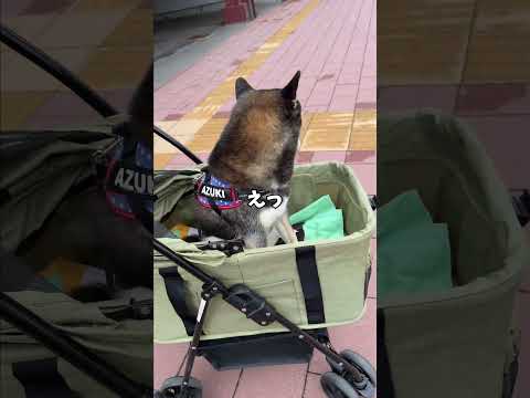 散歩中の柴犬のテンションを下げた要因は・・・。
