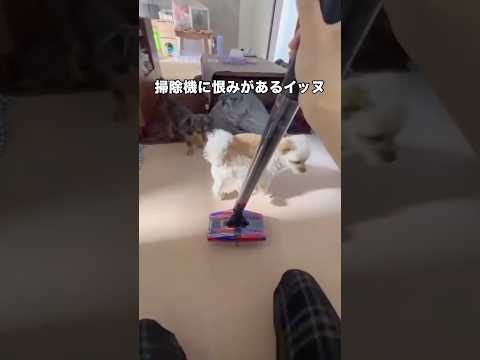 掃除機に溜め蹴りくらわせる犬。掃除機なんやと思てるんやろ。 犬 犬動画 掃除機 shorts サムネイル