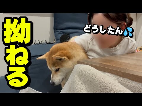 姉犬に激怒され娘の元へ逃げるも酷く落ち込む妹柴犬 サムネイル