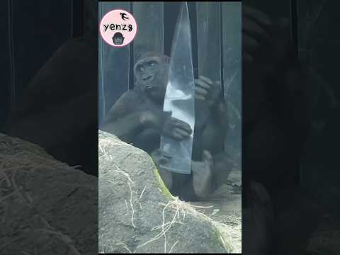 Jabali玩塑膠簾拍拍好可愛 gorilla gorillatag taipeizoo 金剛猩猩 台北市立動物園 サムネイル
