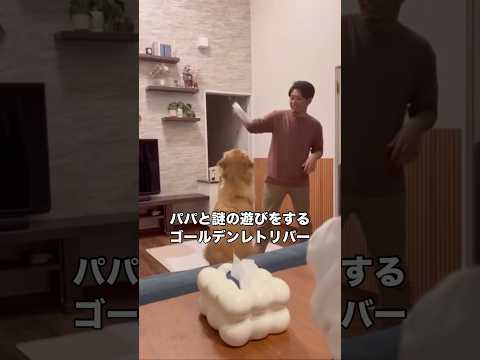 パパがオムツを投げるフェイントに引っかかりこの後もしばらくオムツを探し回っていた犬 ゴールデンレトリバー 大型犬 フェ… サムネイル