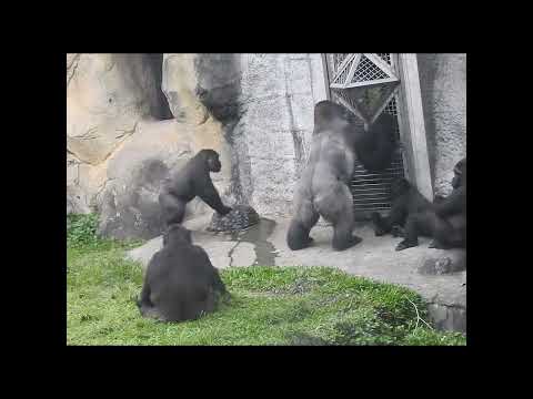 My turn.stay hydrated.Gorilla D'jeeco dad & son Ringo 4y11m… サムネイル