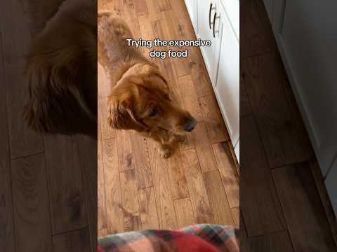 My dog usually gets his way 🤷‍♂️ サムネイル