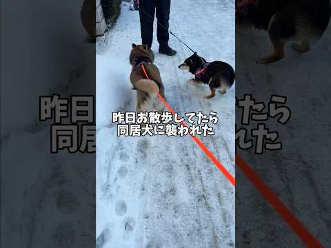 散歩中に襲われる黒柴・・・ サムネイル