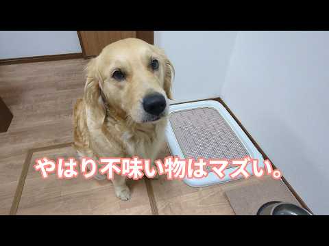 やはり不味いものはマズイ。ゴールデンレトリバーティト