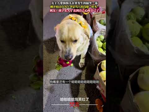 女主人帶狗狗買水果發生的搞笑一幕 意外 有趣 狗狗 萬萬沒想到 搞笑 萌寵 dog amazing funny lau… サムネイル
