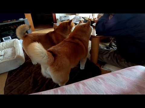おじいちゃんが何か食べ始めるとご相伴に預かろうとスッと脇に現れるモモココさん サムネイル