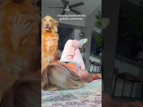 coming home to my golden retriever🥵goldenretreivers dog pup… サムネイル