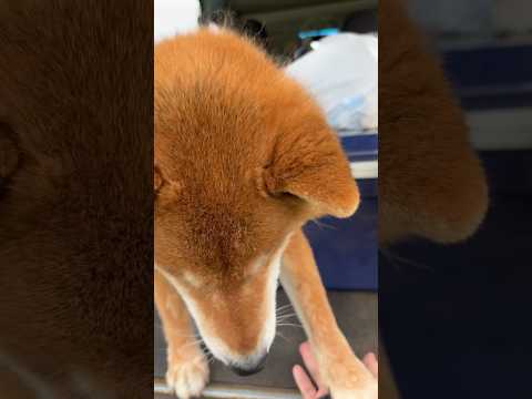 ’26.6.11 力丸のタッチ練習… 柴犬 shibainu 柴犬のいる暮らし 柴犬の日常 タッチ 車中泊犬 力丸 サムネイル