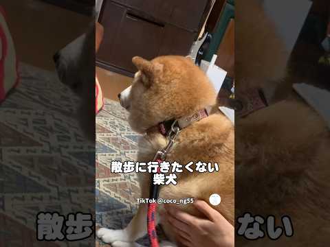 散歩嫌い‼️聞こえてるのに無視する柴犬　柴犬　犬　犬のいる暮らし かわいい犬 柴犬のいる暮らし サムネイル