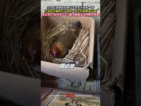 主人走進雞窩發現了這哭笑不得的一幕 自家的公貓霸佔了雞窩一本正經的孵起了蛋 貓 意外 有趣 搞笑 萌寵  cat cu… サムネイル