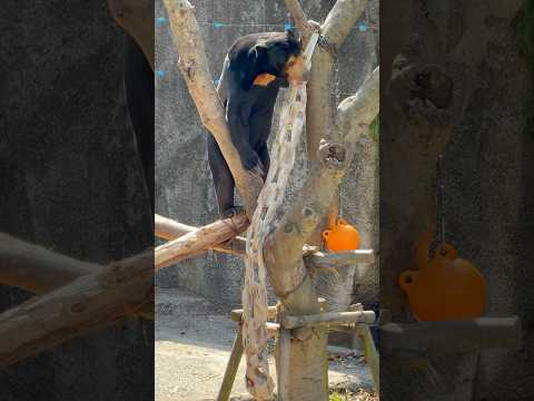 shorts マーチンくん 丸太の上でもバツグンの安定感☺️ マレーグマ　のんほいパークにて　2026年4月3日 サムネイル