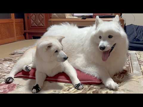 早くも大成長した姿を見せてくれる赤ちゃんと、いつまでも甘えん坊な柴犬とサモエド