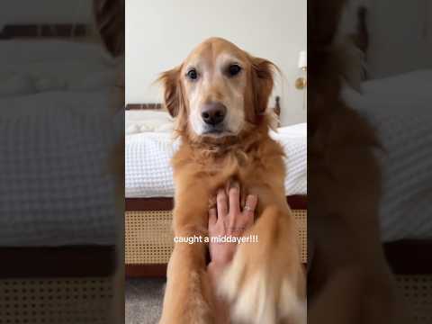 Golden retriver hug me india dog goldenretreiver dogbreed f… サムネイル