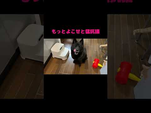 体重が減った一休に補完食をあげたら、なんでこうなった…　日本犬 甲斐犬  癒し サムネイル