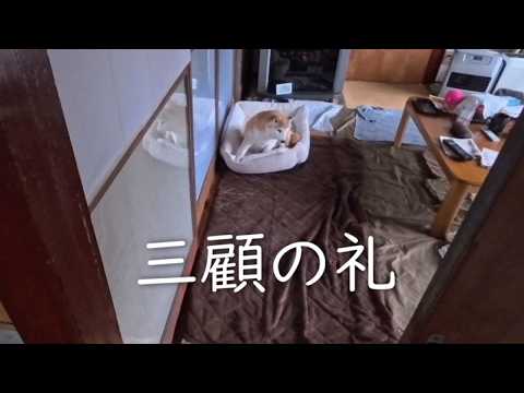 お出かけの説得に3度目でしぶしぶ応じてくれる諸葛モーさん(9) サムネイル