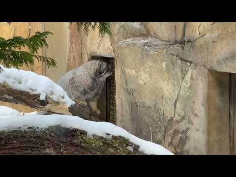 バックヤードのアブリコースちゃんが気になるナゴムくん　マヌルネコ　那須どうぶつ王国にて　2026年1月30日