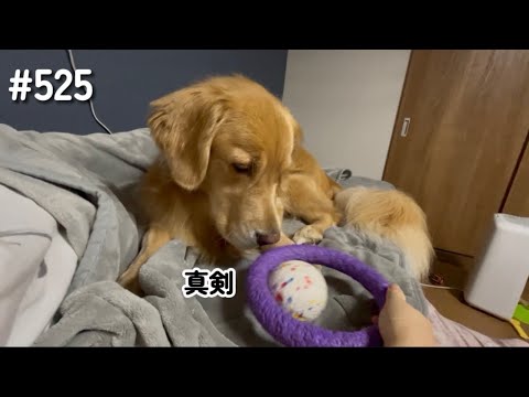 飼い主の遊びに真剣に付き合ってくれるモンちゃん【ゴールデンレトリバー】 サムネイル